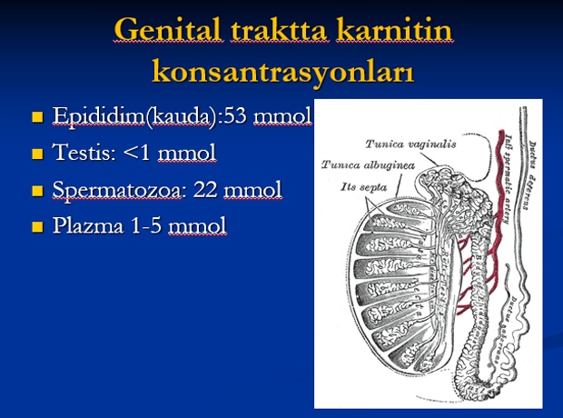 Karnitin ve Serbest Oksijen Radikalleri Temizleyicileri