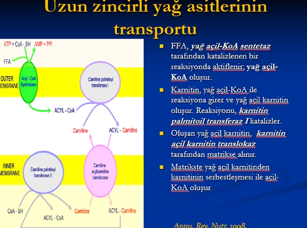 Karnitin ve Serbest Oksijen Radikalleri Temizleyicileri