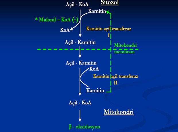 Karnitin ve Serbest Oksijen Radikalleri Temizleyicileri