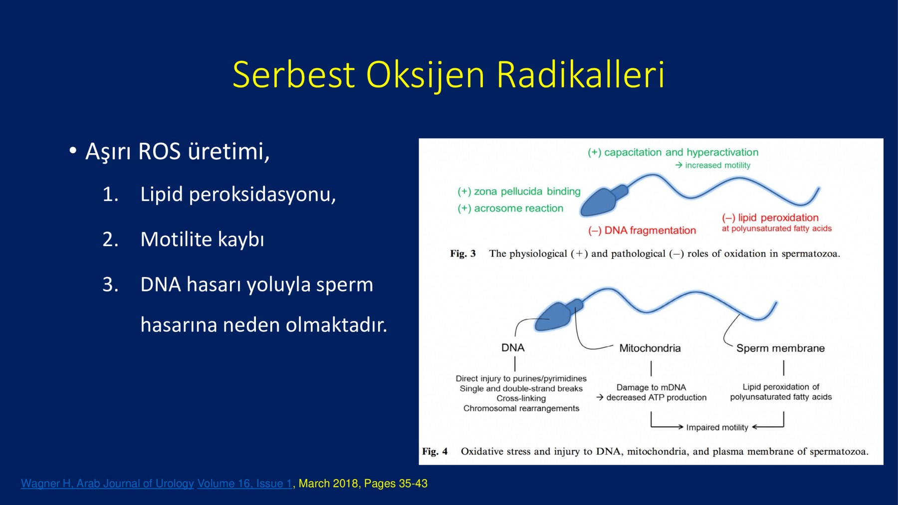 Erkek İnfertilitesinde Proxeed Plus