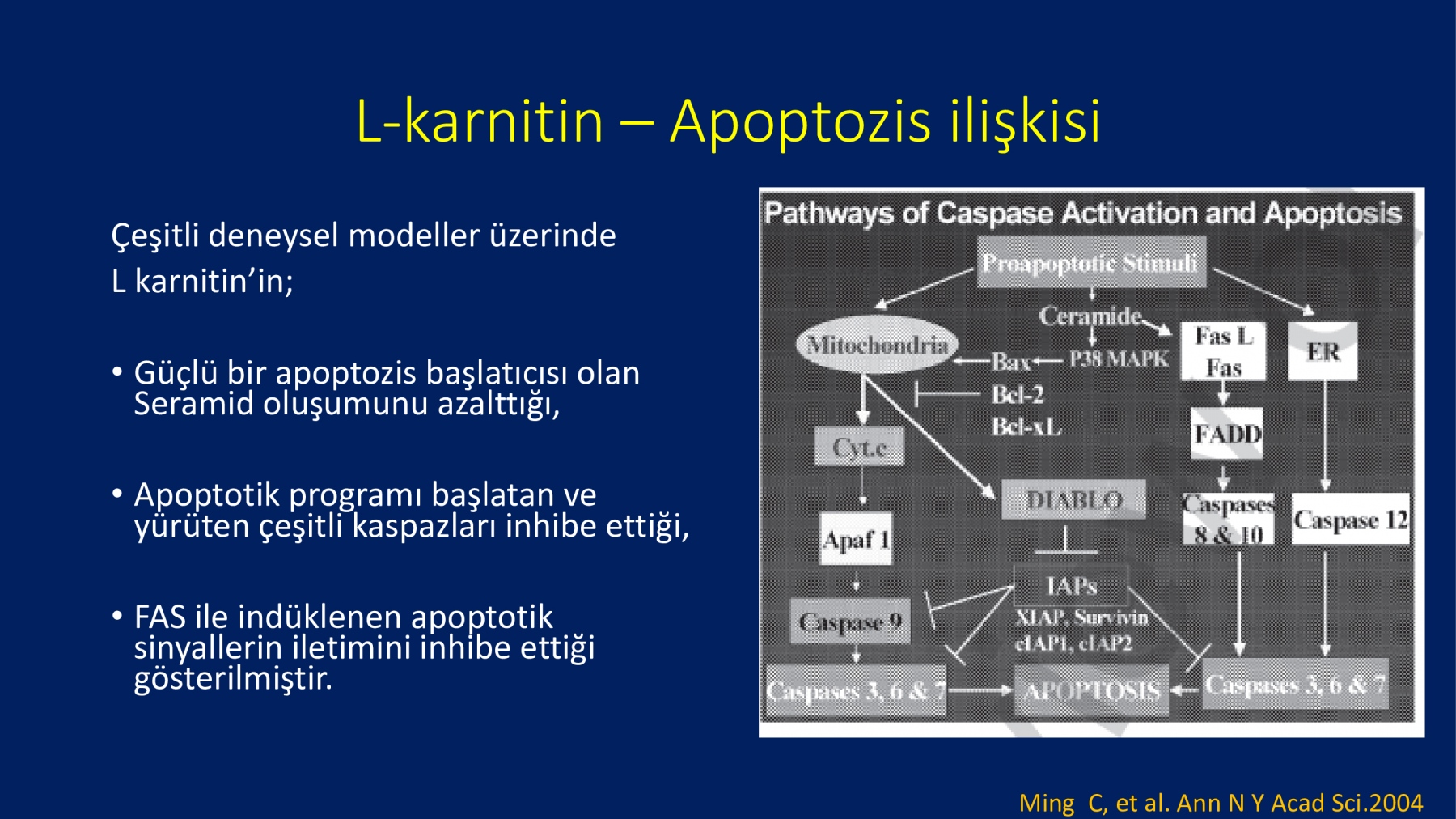 Erkek İnfertilitesinde Proxeed Plus