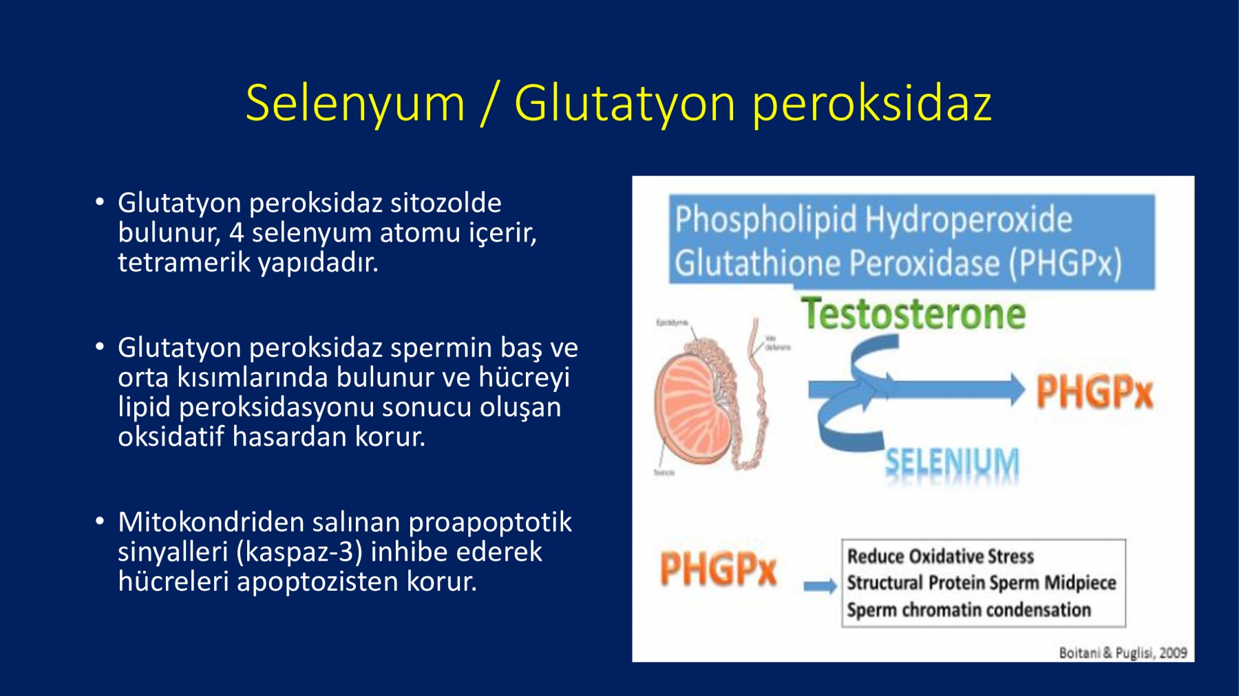 Erkek İnfertilitesinde Proxeed Plus