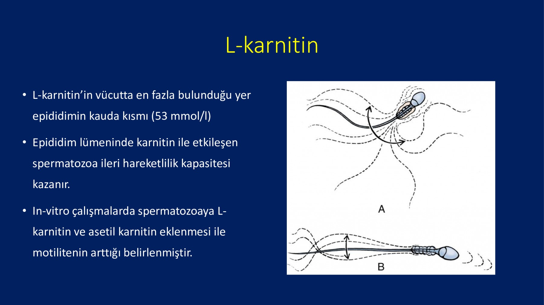 Erkek İnfertilitesinde Proxeed Plus