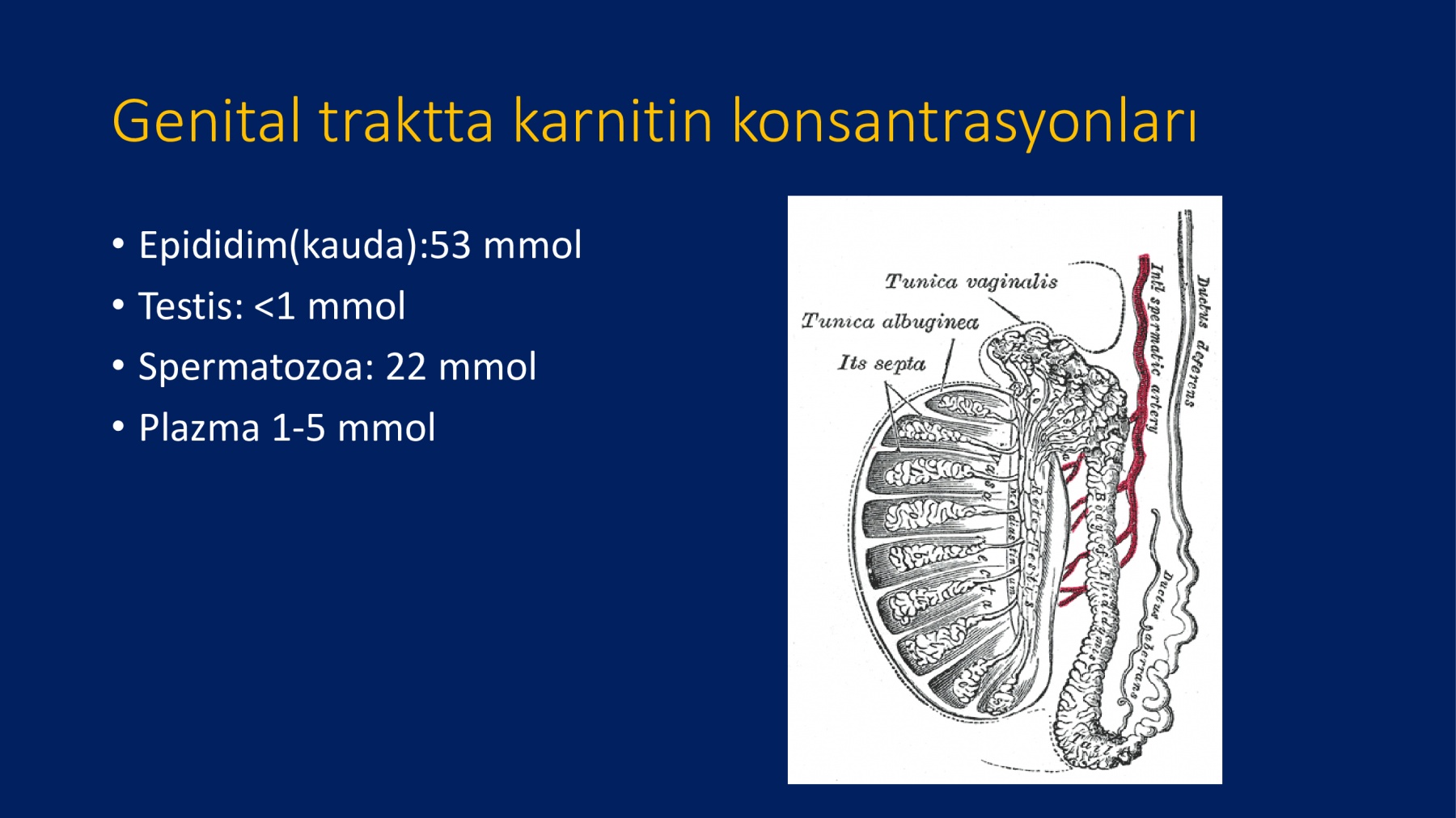 Erkek İnfertilitesinde Proxeed Plus