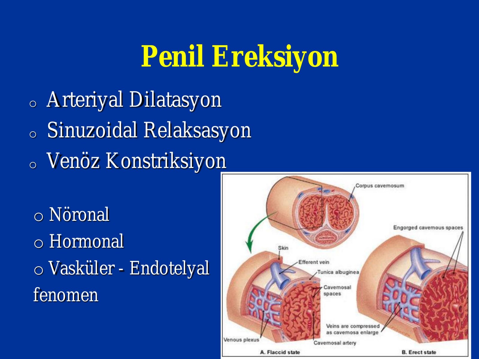 Erektil Disfonksiyon Tedavisi