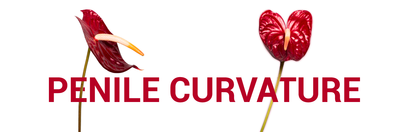 Penile Curvature